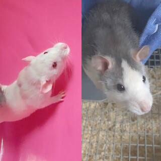 ファンシーラット ♀ 2匹