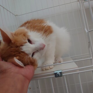 気弱なノルウェージャン♂