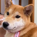 生後7ヶ月柴犬人大好きな「ウインナー」ちゃん