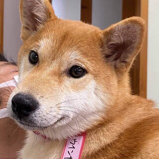 生後7ヶ月柴犬人大好きな「ウインナー」ちゃん