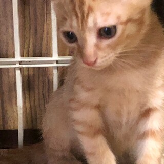 甘えん坊の茶トラ女子こひなたちゃん