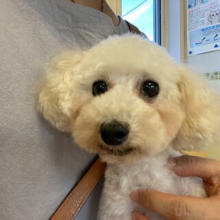 ペルルの家族を探しています