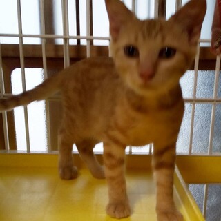 茶トラの朔くん