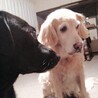 ヌーヌー