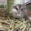 ジャンガリアンハムスターの子供(9/11生)
