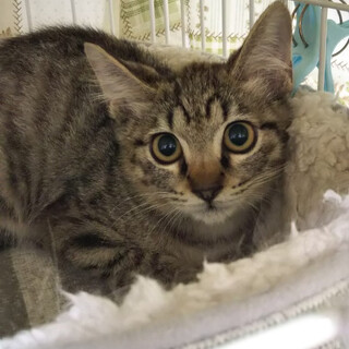 甘々キジ♂こねこ