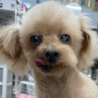 プードル男の子