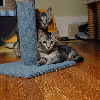 五郎丸くん キジ子ねこ♂