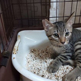 コマツくん キジ子ねこ♂
