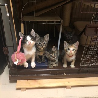 激かわ。こねこ軍団♀