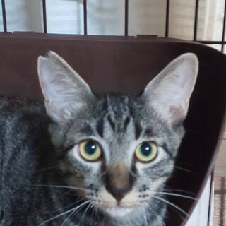 ぷーくん キジ子ねこ♂