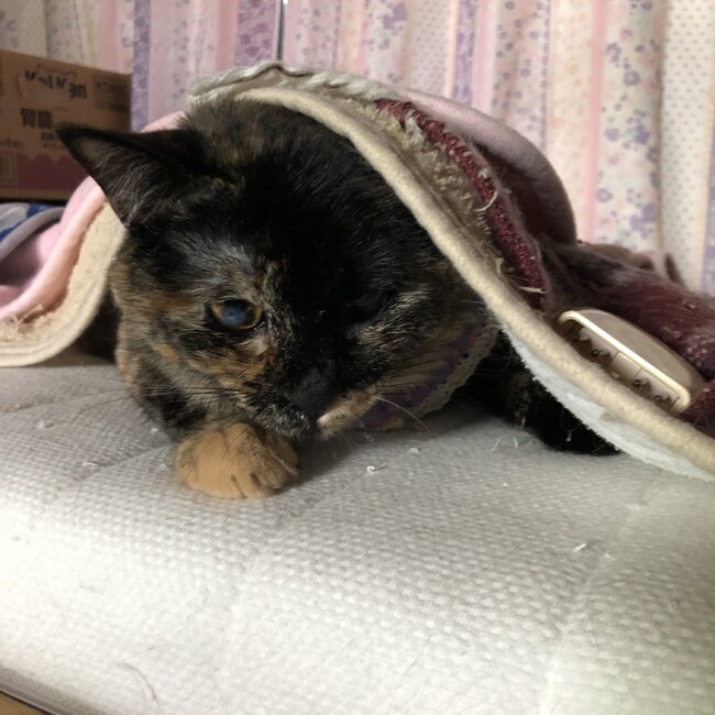 anbriのカバー写真