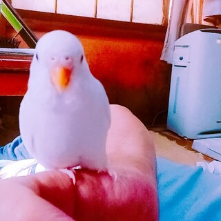 セキセイインコ２羽の里親募集