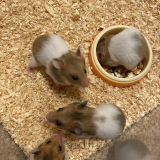 [東京]ゴールデンハムスター赤ちゃん（4匹）