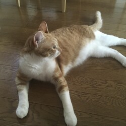 「自由だー」サムネイル2
