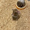 [東京]ゴールデンハムスター赤ちゃん（4匹） サムネイル3
