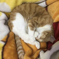 「自由だー」サムネイル3