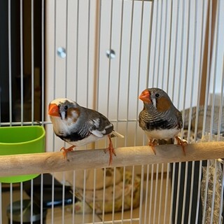 産まれて２か月のキンカチョウの里親募集！