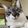 タラちゃんの飼い主