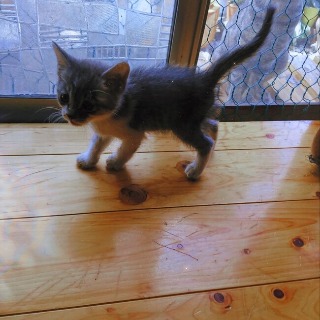 タラちゃんの飼い主のカバー写真