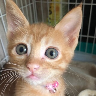 募集一時停止⭐️茶トラ女子コフレ