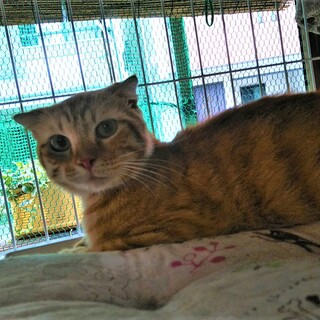 棄てられていた茶トラのスコテッシュ・ハニ君