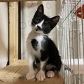 やんちゃな白黒ハチワレ子猫ちゃんの里親さん募集中