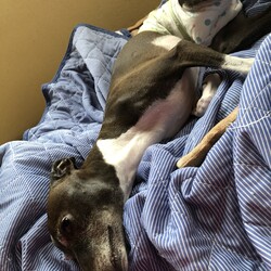 あんずねえちゃんは、しつこいの