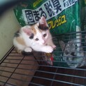 頭が茶色い三毛猫の子猫の里親募集しております