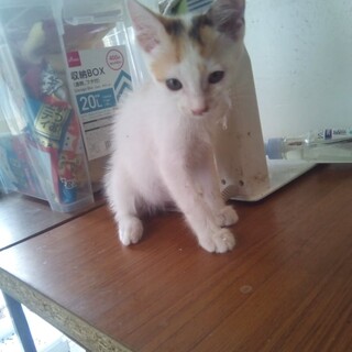 三毛猫の女の子の月ちゃんの里親を募集します