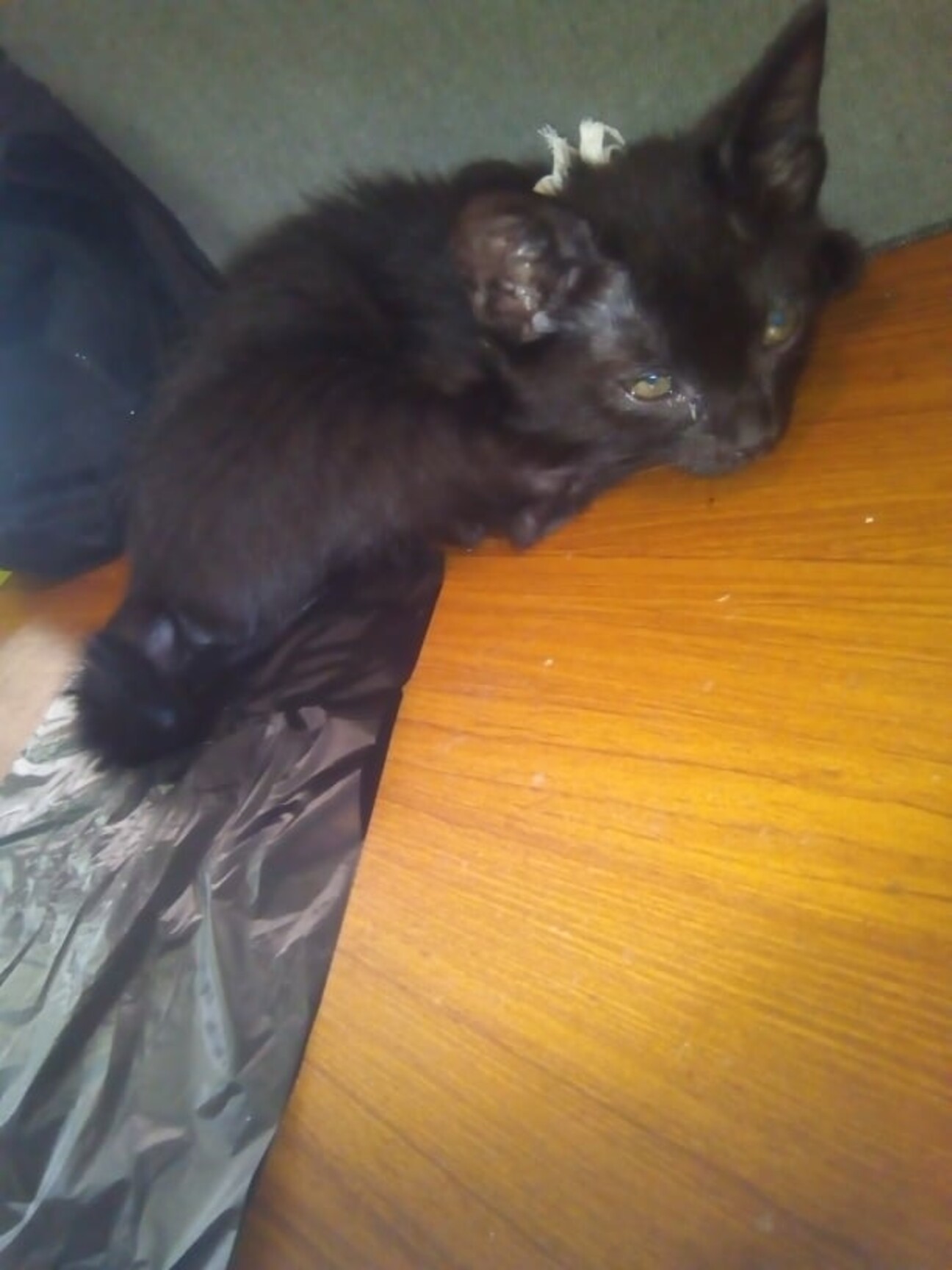 可愛い黒猫の女の子の里親 愛媛県 猫の里親募集 3124 ペットのおうち 月間利用者150万人