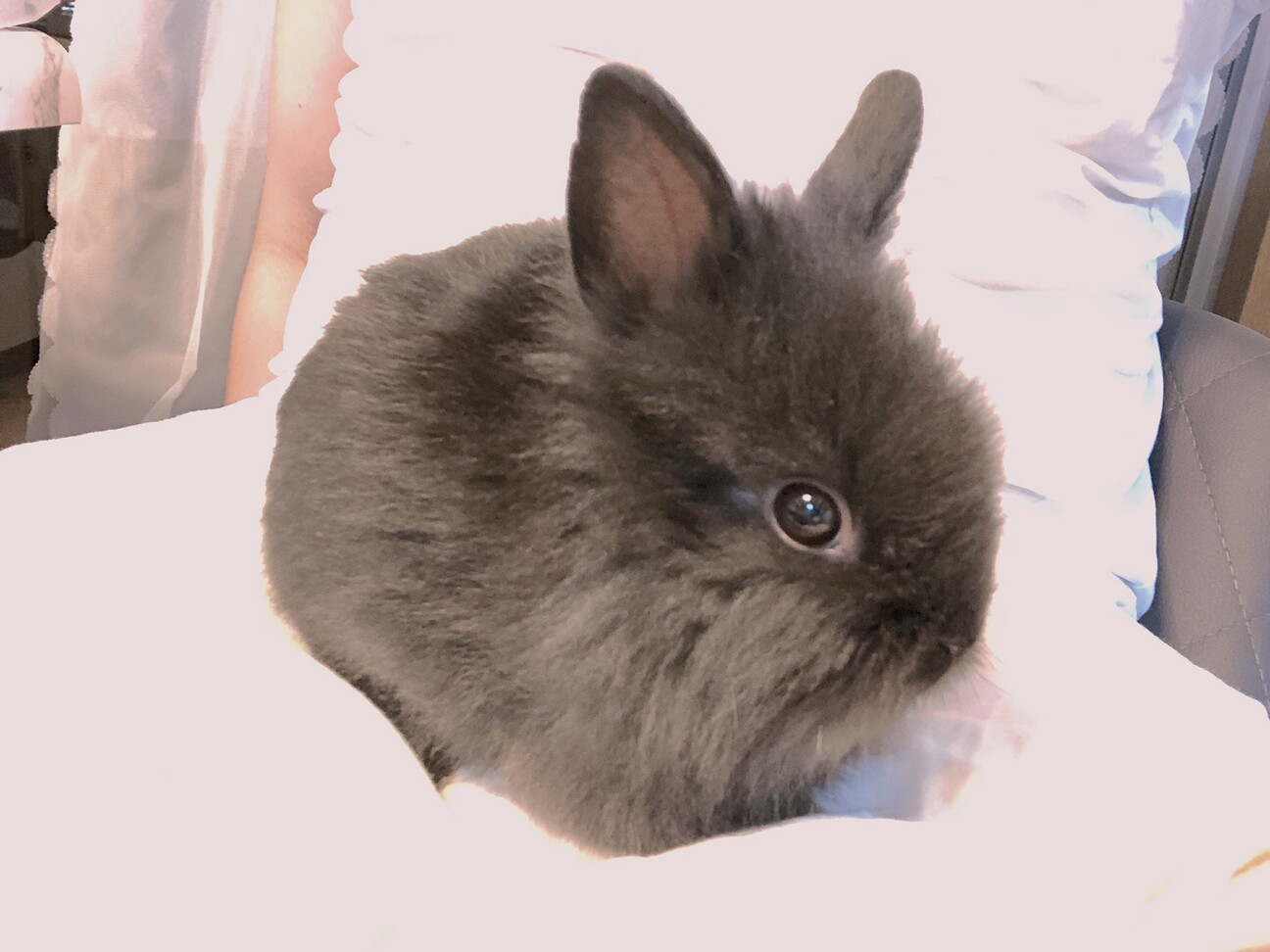 生後3ヶ月のうさぎ 大阪府 小動物の里親募集 3137 ペットのおうち 月間利用者150万人