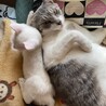ぴぴたぬ
