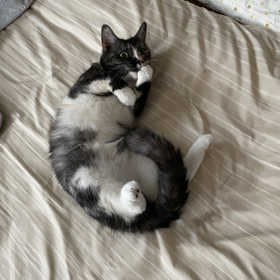 ミチルのカバー写真