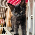 【子猫】黒猫3匹