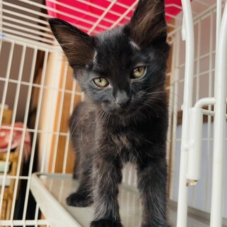 【子猫】黒猫3匹