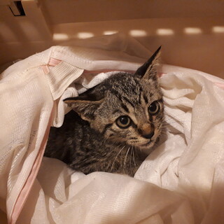 山奥に一人ぼっちで捨てられました。去勢手術済