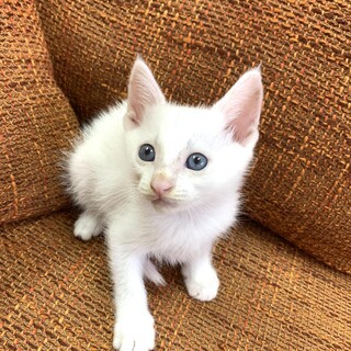 里親さま決まりました☆