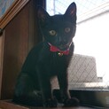 若い黒猫あげます　兵庫県