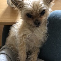 ちゃいろ