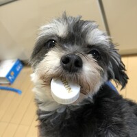 もこ