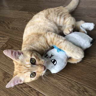 人間大好き☆超甘えん坊茶トラ