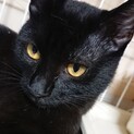 【ギガ】おかげさまで里親様が決まりました。