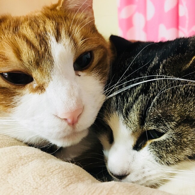 あやか719のカバー写真
