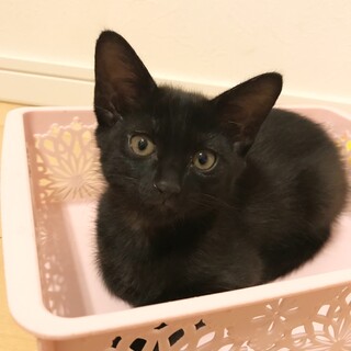 7月7日生まれ可愛い黒猫姉妹　詩　〜うた〜