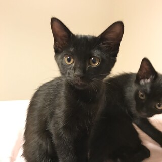 7月7日生まれ可愛い黒猫姉妹　響〜ひびき〜