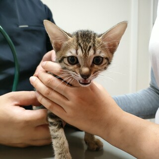 キジトラ子猫美人姉妹♡ララちゃん