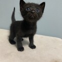 大切な家族の一員にしてあげてください。