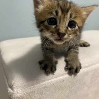 大切な家族の一員にしてあげてください。