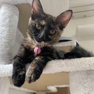 呼ぶと来る甘えん坊なサビの女の子☆ソナタちゃん